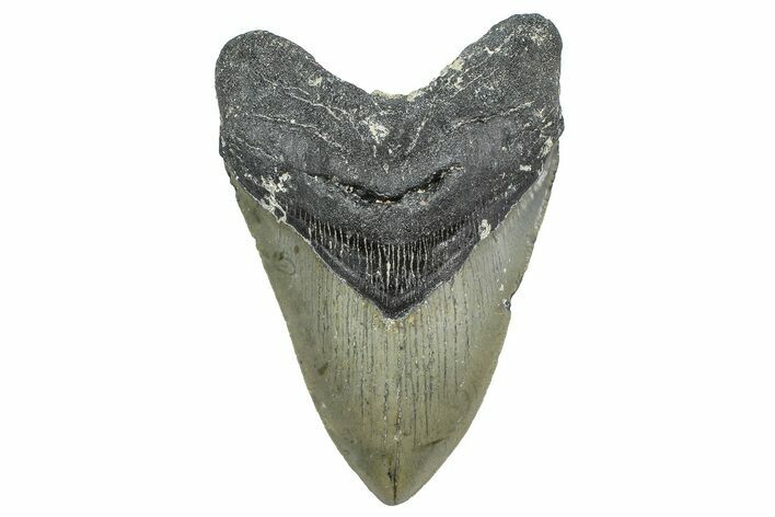 Serrated, Fossil Megalodon Tooth - North Carolina #343424